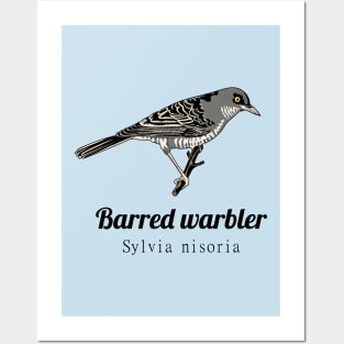 Barred Warbler Posters and Art